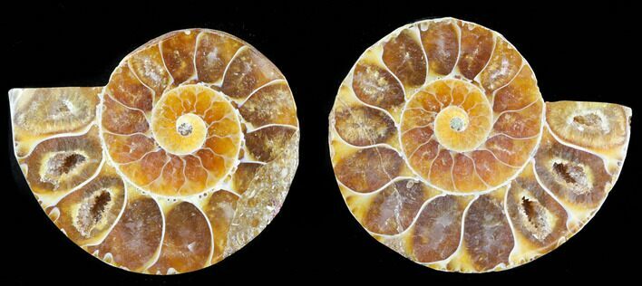 Small Desmoceras Ammonite Pair - #40561